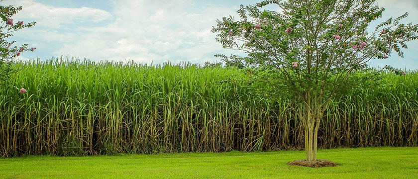 UTILIZACAO-DO-PALHICO-DA-CANA-DE-ACUCAR-PARA-GERACAO-DE-ENERGIA-ELETRICA-NA-INDUSTRIA-SUCROALCOOLEIRA