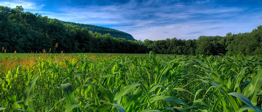 PLANTA-DE-CANA-X-PLANTA-DE-MILHO-ESTUDO-DE-CASO-USIMAT